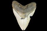 Bargain, Fossil Megalodon Tooth - Repaired #102874-1